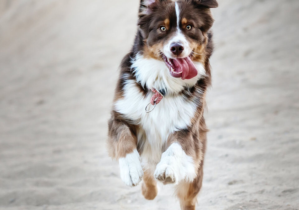 Obedience Training for Dogs and Puppies